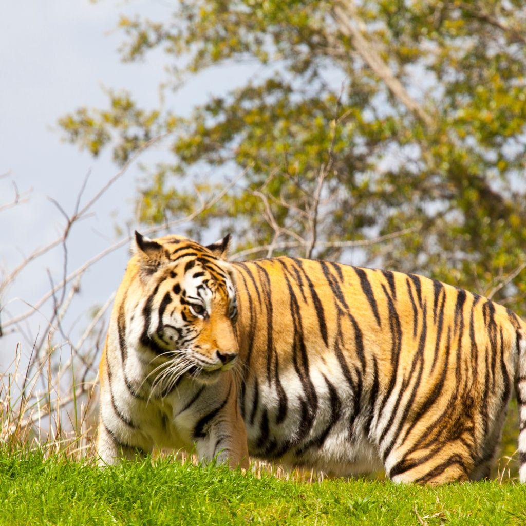 6 Day Golden Triangle Tour with Ranthambore