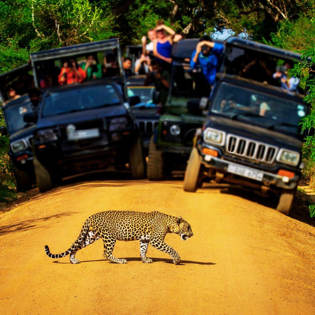 5 Day Golden Triangle Tour With Leopard Safari