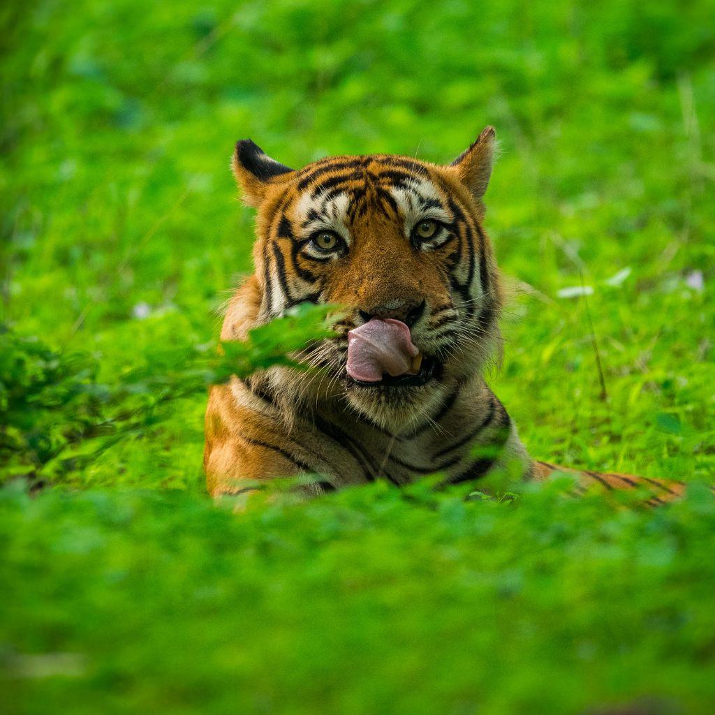 4 Day Golden Triangle Tour with Ranthambore