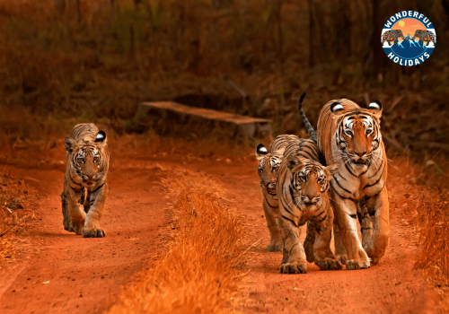 8 Day Delhi Agra Ranthambore Udaipur Jaipur Delhi Tour
